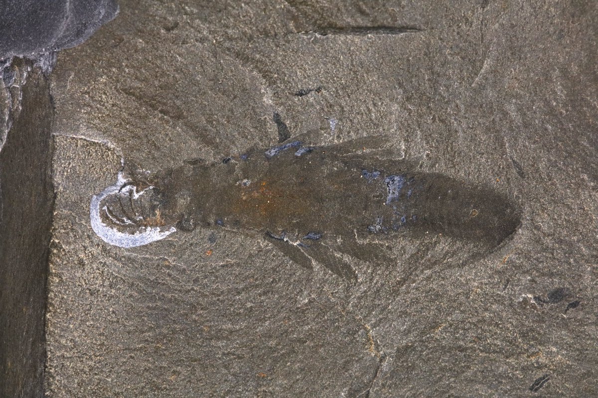 Introducing Mosura fentoni, a new radiodont from the #BurgessShale. 
Paper here: doi.org/10.1098/rsos.2…
This #fossil species has 3 eyes, spiny claws, wing-shaped swimming flaps, and a unique abdomen-like body region.