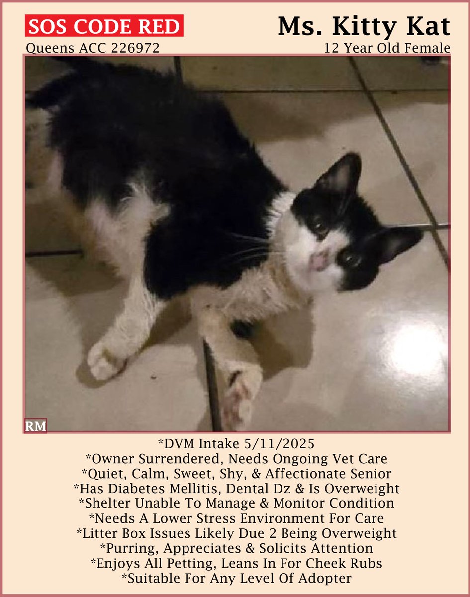 🆘CODE RED🆘TBK THU 5/15/25🆘
🙏🏾PLEASE #PLEDGE 2 SAVE MY LIFE🙏🏾
💝Sweet 12YO #Senior Black &amp; White "Ms. KITTY KAT"💝
😿Surrendered 4 Pet Health, Has Diabetes &amp; Is Overweight
🚨Needs #Adoption #Rescue #Foster🚨
▶226972 facebook.com/photo.php?fbid…
🙏🏽#AdoptDontShop
#Queens #NYCACC #Cat