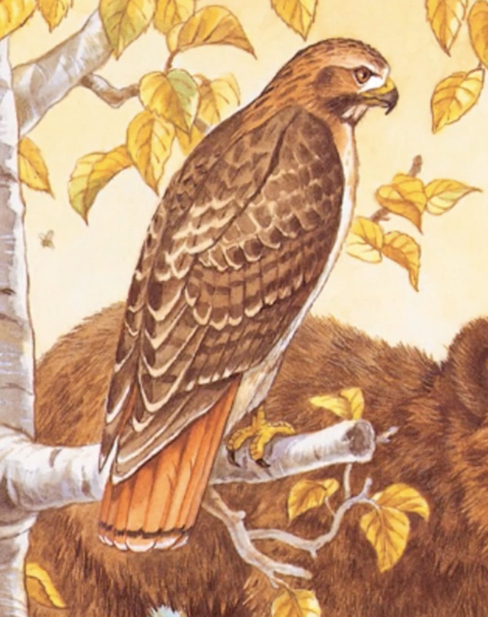 GregBruhl3's tweet image. Hawk from Franklin the Turtle in Franklin Fibs   
#Book 
#FranklinTheTurtle 
#PauletteBourgeois 
1