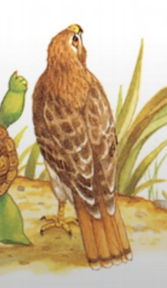 GregBruhl3's tweet image. Hawk from Franklin the Turtle in Franklin Fibs   
#Book 
#FranklinTheTurtle 
#PauletteBourgeois 
1