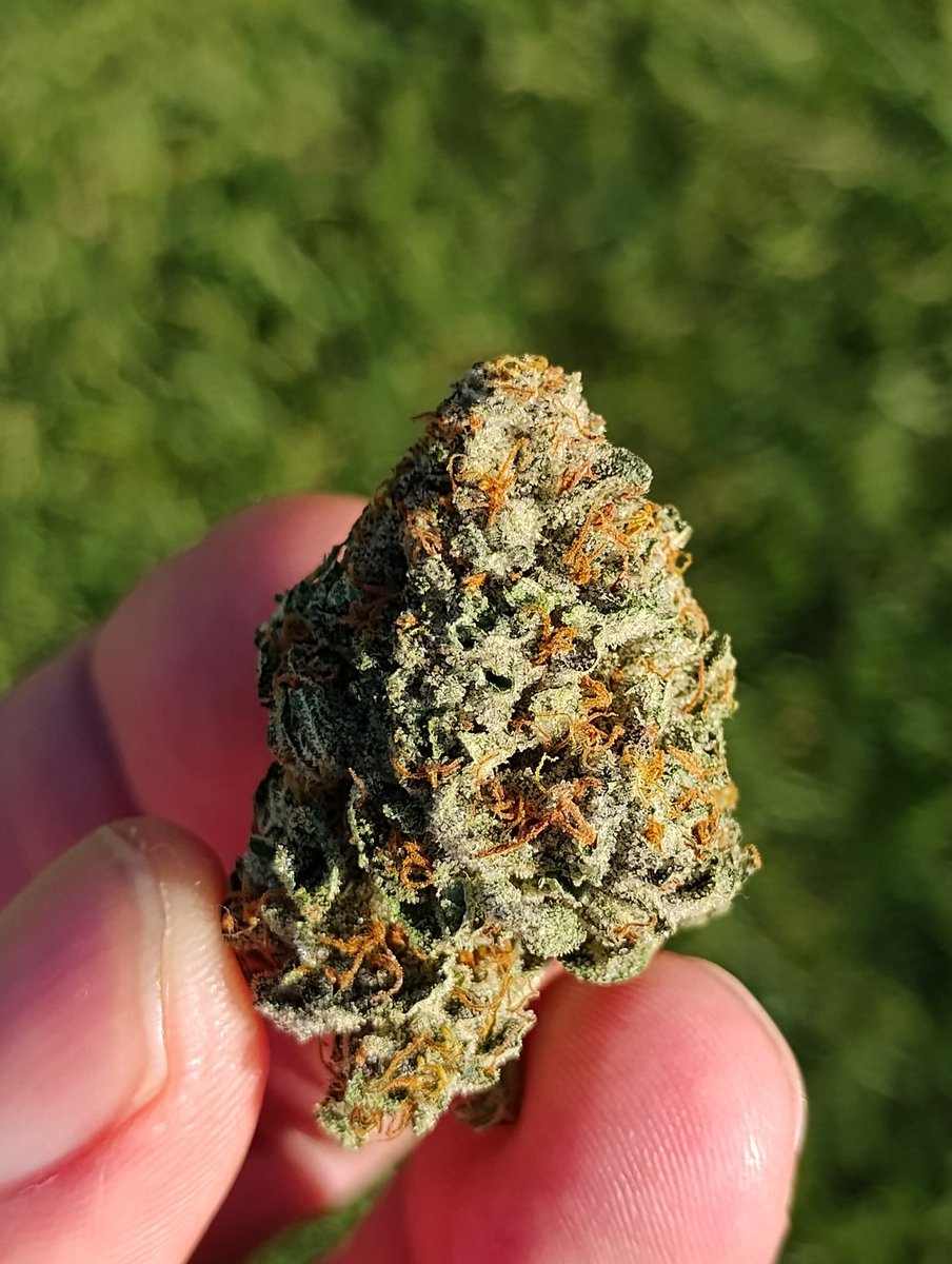 Tre8DaGreat's tweet photo. Toxic Gas 11 caught fire after a 3 day dry no cure. https://t.co/x5WDPswBSq
