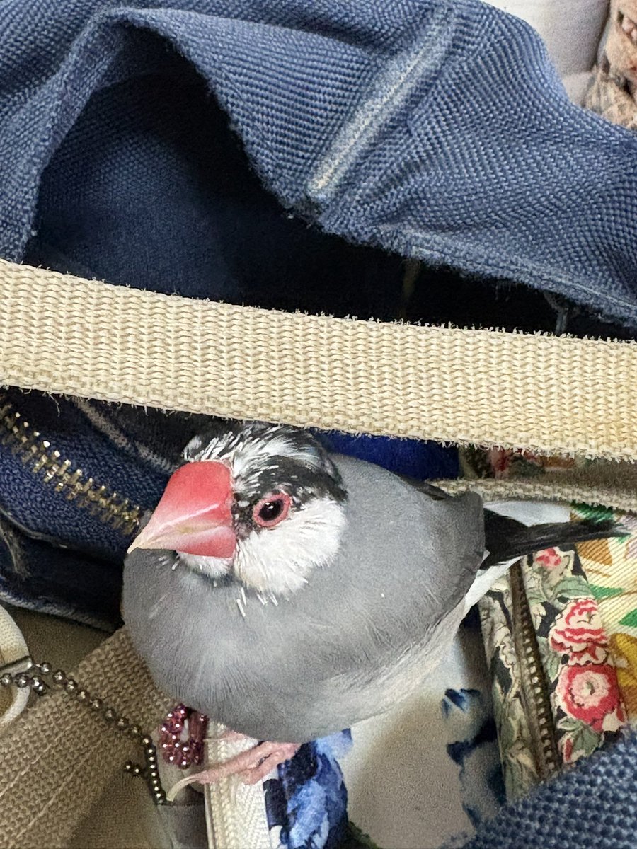 chii4021's tweet photo. 換羽頑張ってます🐥 https://t.co/A7nL28fyEG