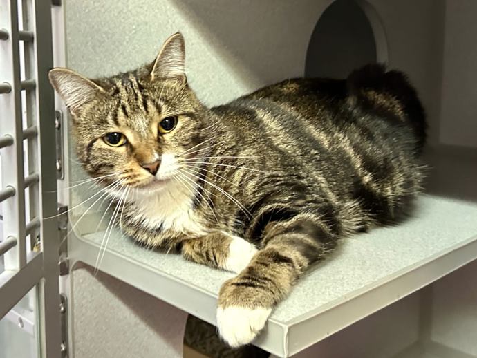 NYCDEATHROWCATS's tweet image. THERE ARE 35 ANIMALS (17 CATS &amp;amp; 18 DOGS)  AT RISK FOR THURSDAY 05/15/25 DEADLINE IS NOON. PLEASE SHARE, FOSTER, ADOPT, TAG FRIENDS, POST TO SOCIAL MEDIA SITES, PLEDGE TO  HELP SAVE THEIR LIVES. NEW PHOTOS. newhope.shelterbuddy.com/animal/list