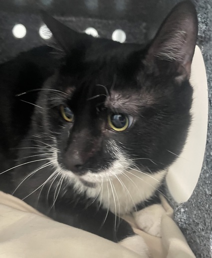 NYCDEATHROWCATS's tweet image. THERE ARE 35 ANIMALS (17 CATS &amp;amp; 18 DOGS)  AT RISK FOR THURSDAY 05/15/25 DEADLINE IS NOON. PLEASE SHARE, FOSTER, ADOPT, TAG FRIENDS, POST TO SOCIAL MEDIA SITES, PLEDGE TO  HELP SAVE THEIR LIVES. NEW PHOTOS. newhope.shelterbuddy.com/animal/list