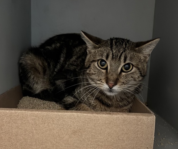 NYCDEATHROWCATS's tweet image. THERE ARE 35 ANIMALS (17 CATS &amp;amp; 18 DOGS)  AT RISK FOR THURSDAY 05/15/25 DEADLINE IS NOON. PLEASE SHARE, FOSTER, ADOPT, TAG FRIENDS, POST TO SOCIAL MEDIA SITES, PLEDGE TO  HELP SAVE THEIR LIVES. NEW PHOTOS. newhope.shelterbuddy.com/animal/list