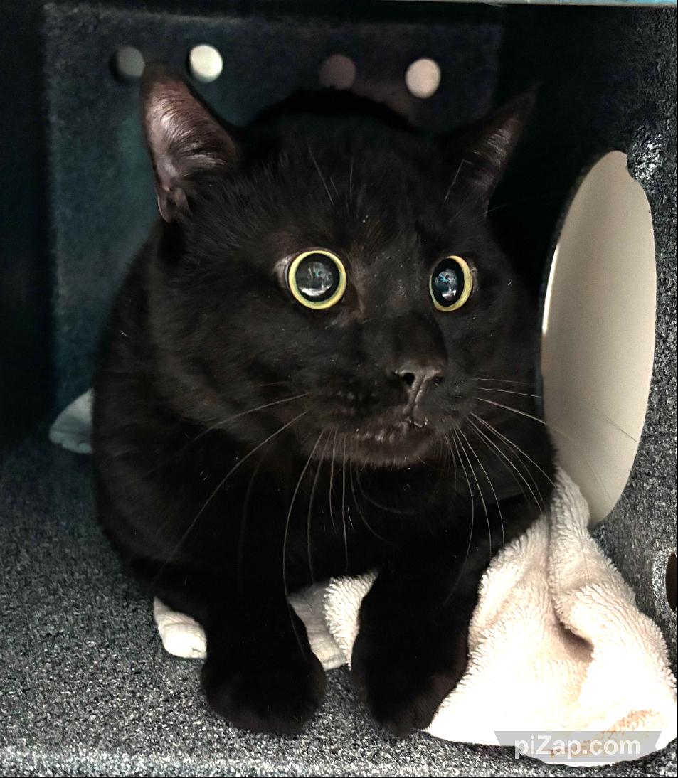 NYCDEATHROWCATS's tweet image. THERE ARE 35 ANIMALS (17 CATS &amp;amp; 18 DOGS)  AT RISK FOR THURSDAY 05/15/25 DEADLINE IS NOON. PLEASE SHARE, FOSTER, ADOPT, TAG FRIENDS, POST TO SOCIAL MEDIA SITES, PLEDGE TO  HELP SAVE THEIR LIVES. NEW PHOTOS. newhope.shelterbuddy.com/animal/list