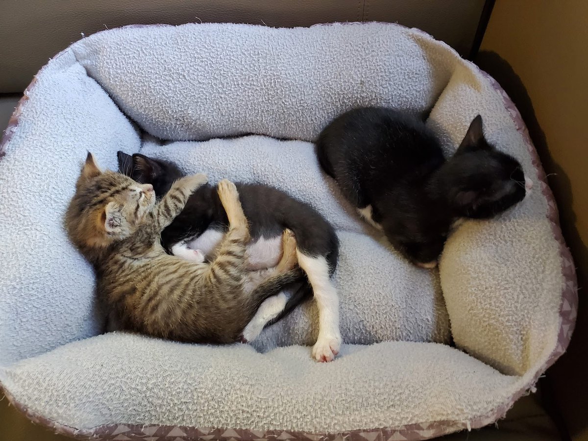 We brought our foster kittens RV camping.