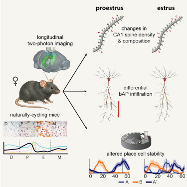 Online now:  The estrous cycle modulates hippocampal spine dynamics, dendritic processing, and spatial coding dlvr.it/TKlQHJ