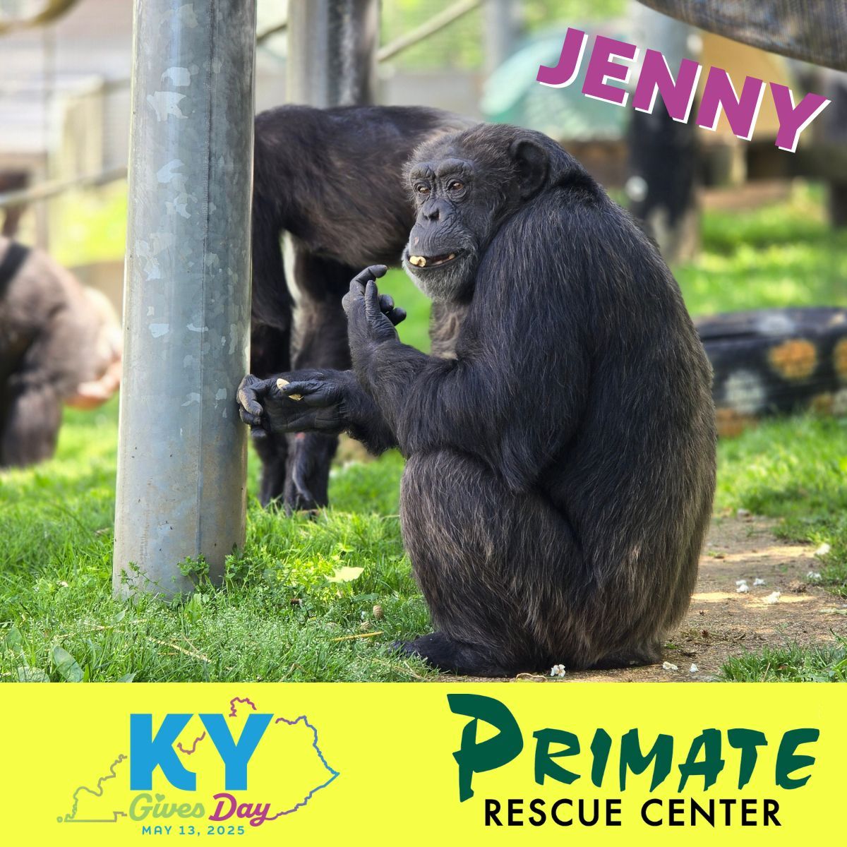 prim8rescue's tweet image. There’s still time to make a real difference for the primates in our care! Help us continue to give Jenny and her primate friends the sanctuary life they deserve. kygives.org/organizations/…