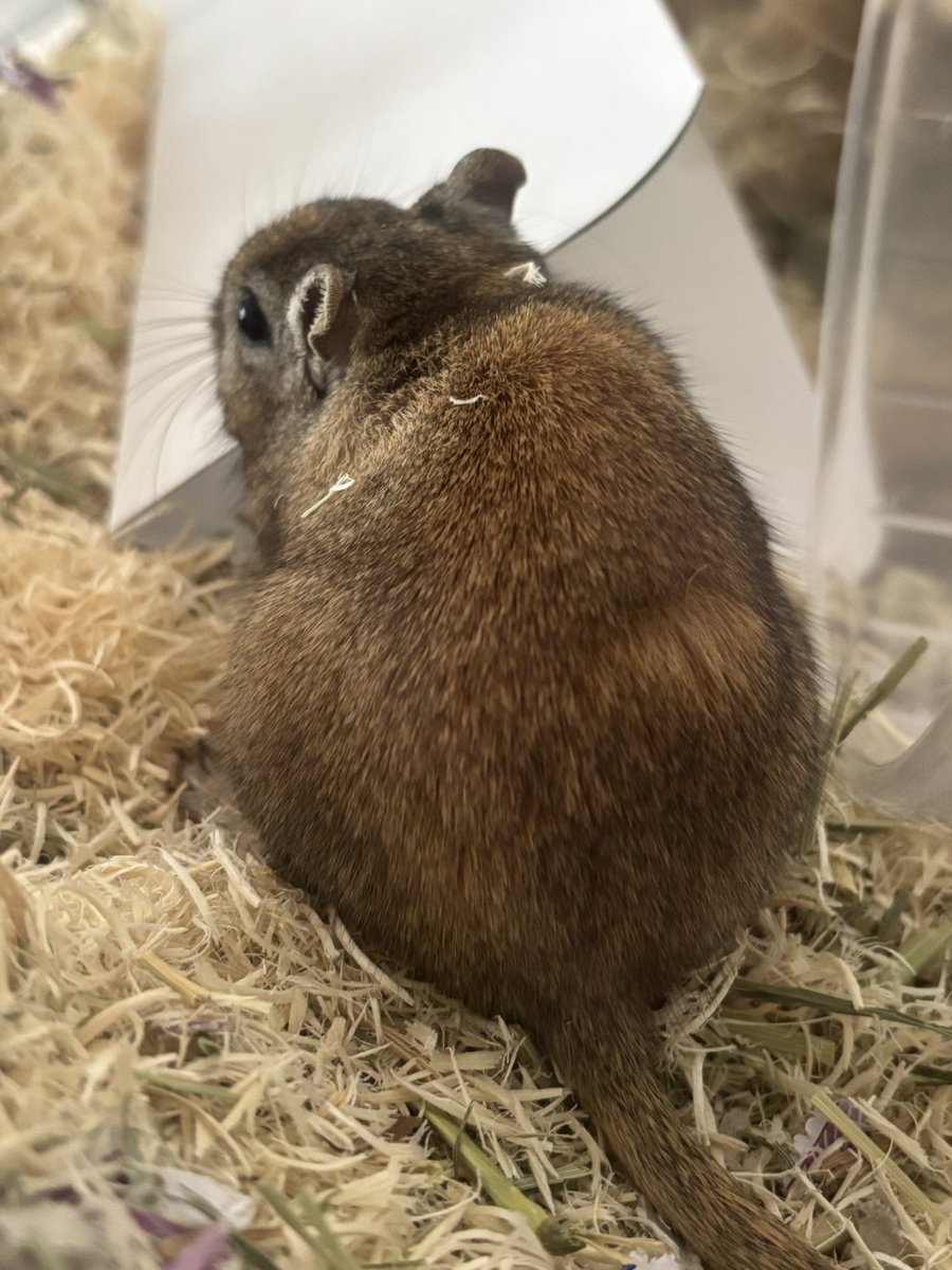 ﾓｸﾞｯﾁ！！柄、、何柄、、、？！