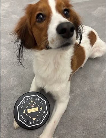 Happy 2nd Birthday Decoy! Decopin! 🎂
He’s got a little Most Valuable Dog award 🥹