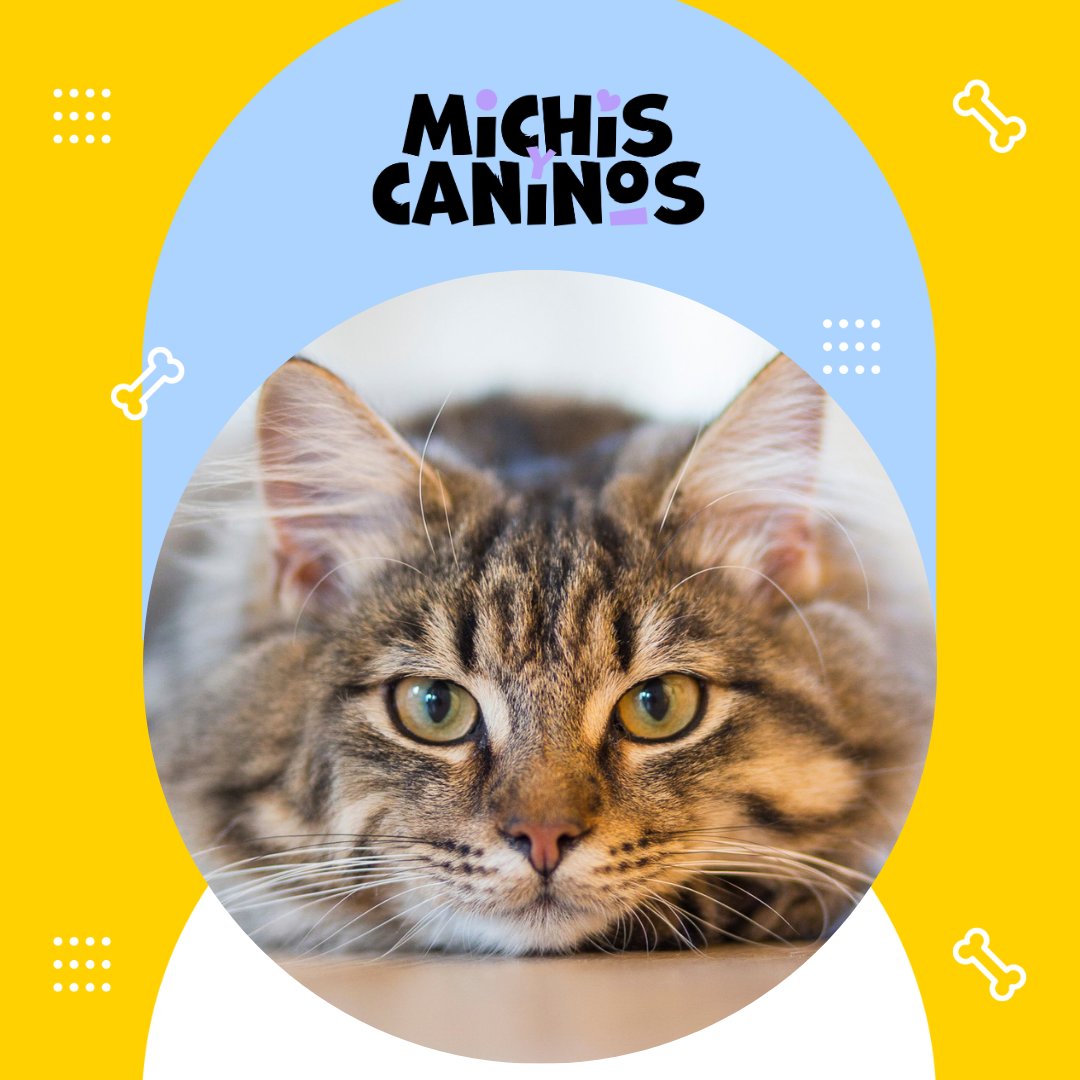 🐾 Si entiendes cómo se comunica, nunca más lo llamarás “frío”. 👉 michisycaninos.com