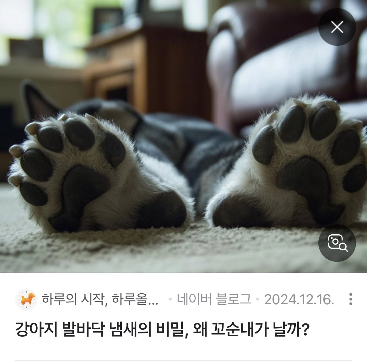 저기요 이건 강아지 발이 아니라 퍼리 발인것 같은데요