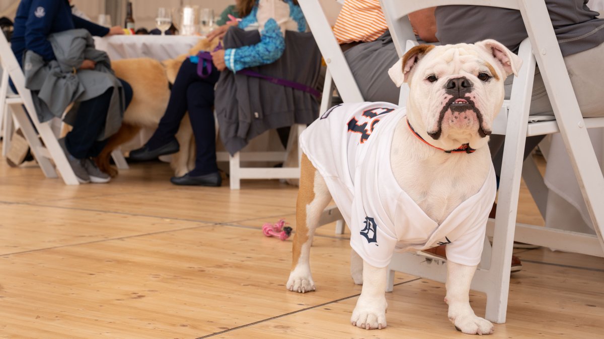 We had a paw-some party at the 12th Dog Day Bark in the Park. Members and their pups enjoyed a meal at the DAC before heading to Comerica Park to see the Tigers-Red Sox game. A tail-wagging good time!