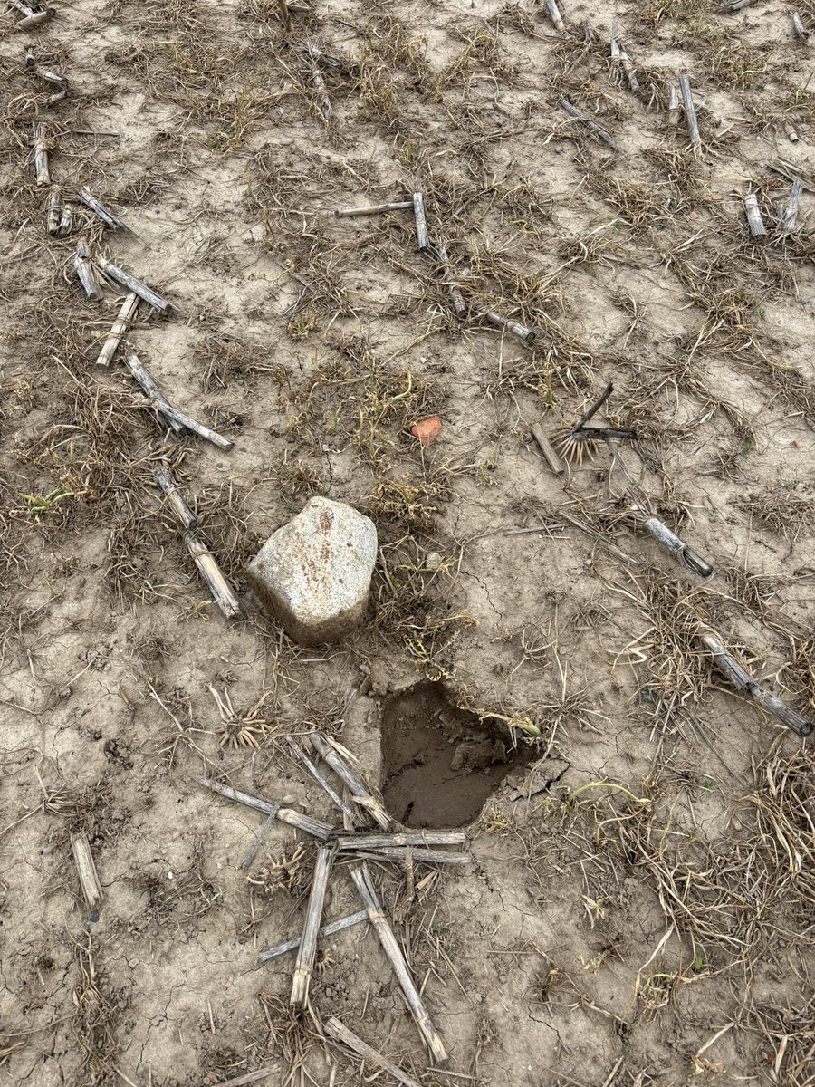 I didn’t pick up rocks from about 1990 until 2001 when I was going from college to corporate to comedian. But I picked up rocks every spring in the 80’s and ever since I bought my own farm property in 2000. It’s a rite of Spring like seeing Robins.