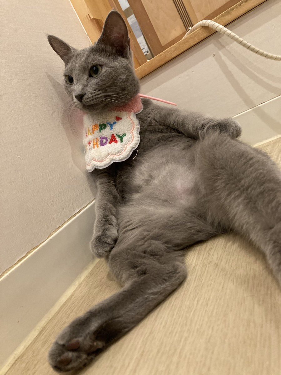 ロシアンブルーですがスコ座りをするローズちゃんでした by staff MN