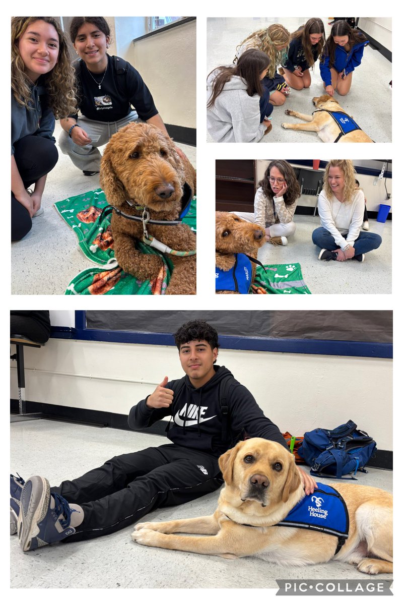 LCHS1954's tweet image. Day Two of our Sources of Strength Wellness Week was a win! Team jersey day brought the spirit, and therapy dogs Murphy, Archie, &amp;amp; Marley brought the calm. Nothing like puppy cuddles to boost wellness! @LCPSOfficial #SourcesOfStrength #WellnessWeek