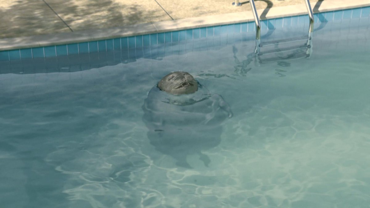 おはカピ～♨
今日が火曜日と思っていたらっこです😓

いつも、みなさん起きてから何分でお家出ていますか？（シンプルな疑問）
会社が遠いので、朝早起きで、ぎりぎりまで寝ちゃう…_(:3 」∠)_

なんだか寝ちゃいそうなアザラシさんを添えて...🦭