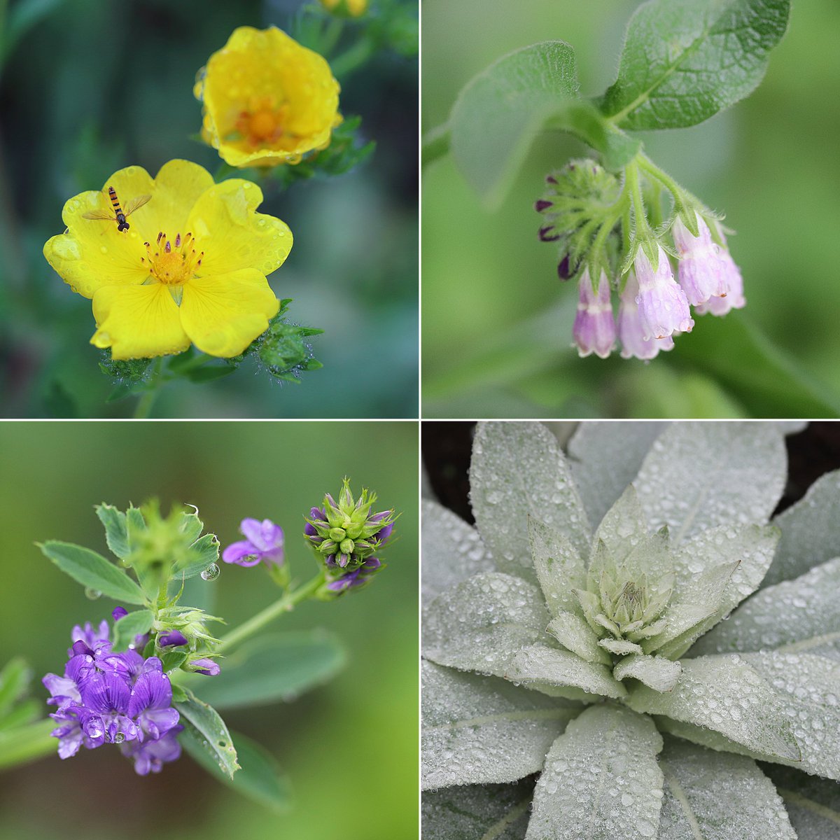 都立木場公園の中にある珍しい「帰化植物見本園」の帰化植物リスト　5月に咲いているお花：ムギセンノウ、オオヘビイチゴ・ヒレハリソウ・ムラサキウマゴヤシなど。

kamujp.com/2022/08/natura…