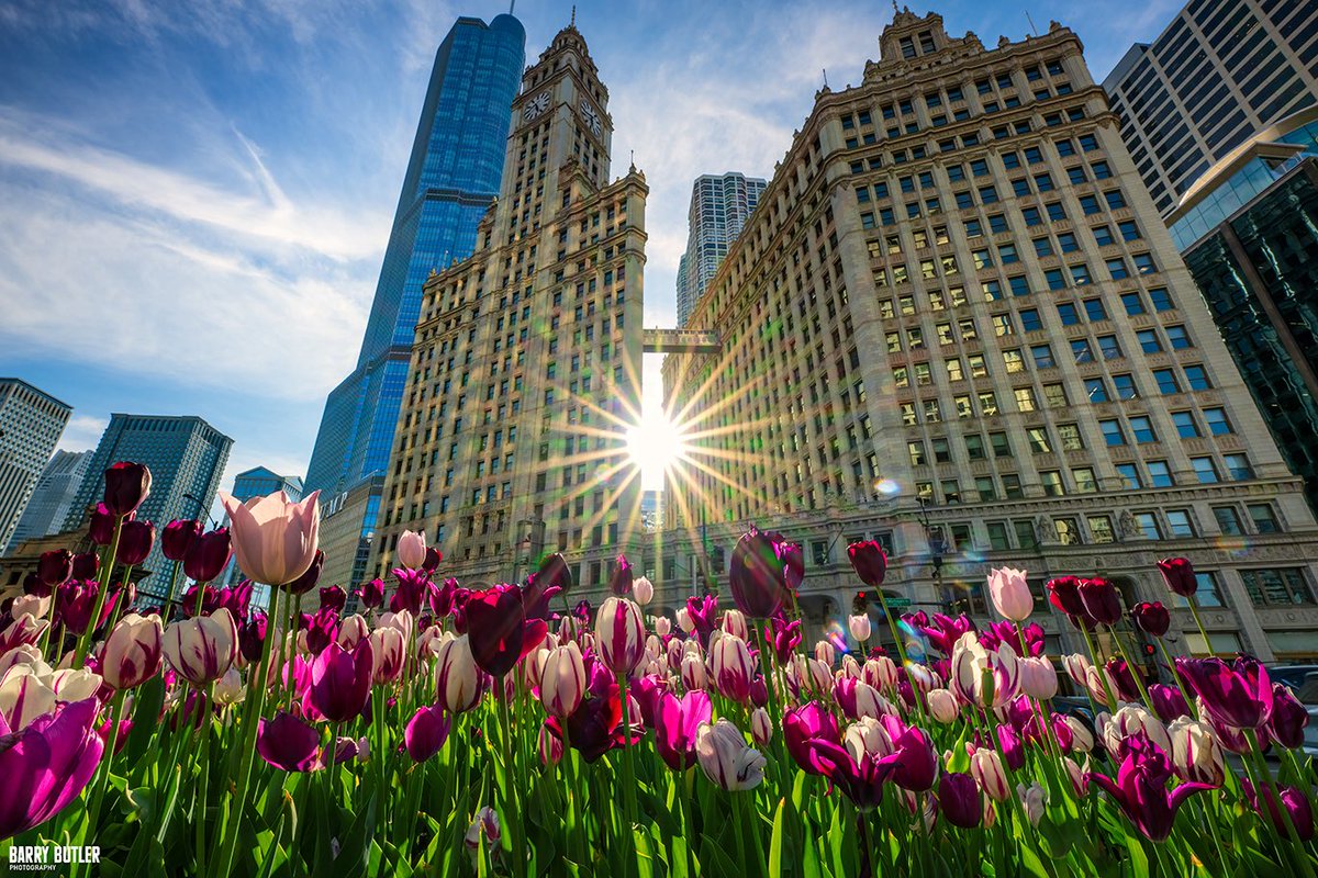 Tulips on Tuesday.   This evening's setting sun on Chicago's Magnificent Mile.  #weather #chicago #news #ilwx