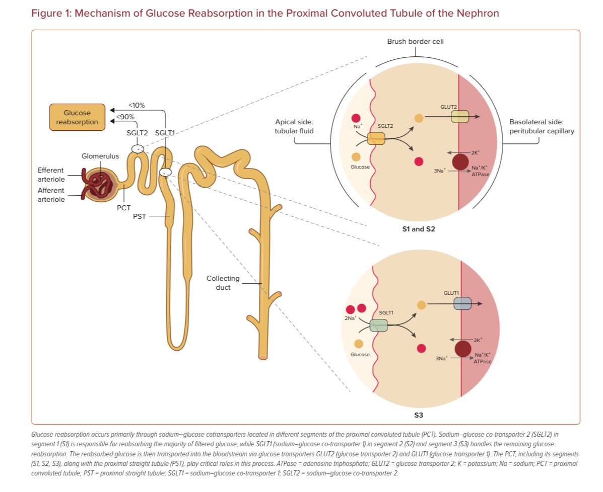 Jose L. Lopez, MD (@jllbmd) on Twitter photo Check our latest review published in US Cardiology the #official <a href="/CardioNerds/">CardioNerds</a> <a href="/radcliffeCARDIO/">Radcliffe Cardiology</a> journal diving into the expanding role of #SGLT2i and #GLP1RA in #HF
Shoutout to my amazing co-authors ➡️ <a href="/tracymakMD/">Tracy TM, MD, MPH</a> <a href="/JonathanDavisHF/">Jonathan Davis, MD, MPHS</a> <a href="/totocarbone/">Salvatore Carbone, PhD, RDN, FHFSA, FASPEN</a>
Special thanks to <a href="/AminYehyaMD/">Amin Yehya, MD, MS, FACC, FHFSA</a> Check our latest review published in US Cardiology the #official <a href="/CardioNerds/">CardioNerds</a> <a href="/radcliffeCARDIO/">Radcliffe Cardiology</a> journal diving into the expanding role of #SGLT2i and #GLP1RA in #HF
Shoutout to my amazing co-authors ➡️ <a href="/tracymakMD/">Tracy TM, MD, MPH</a> <a href="/JonathanDavisHF/">Jonathan Davis, MD, MPHS</a> <a href="/totocarbone/">Salvatore Carbone, PhD, RDN, FHFSA, FASPEN</a>
Special thanks to <a href="/AminYehyaMD/">Amin Yehya, MD, MS, FACC, FHFSA</a>