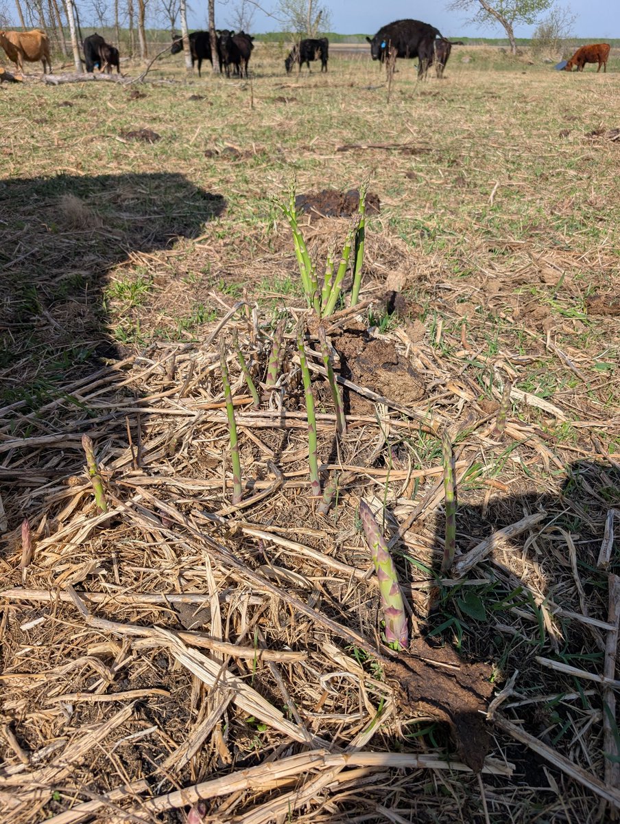 Wild asparagus, even the cows don't want it. I hope she puts lots of cheese on it,,,, and bacon, maybe bacon will help. 🤔