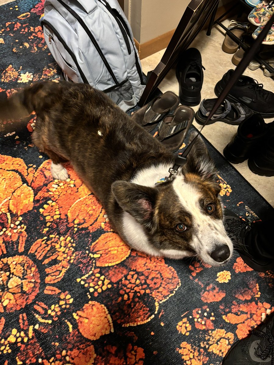 Yesterday, a robin perched on a tree, stared me in the eyes and pooped, just missing Doc. Today, I believe that same robin is now celebrating for finally hitting his target 🤣😭 #birdshit #poordog #thisrobinhatesmydog #mydogdidnothingwrong