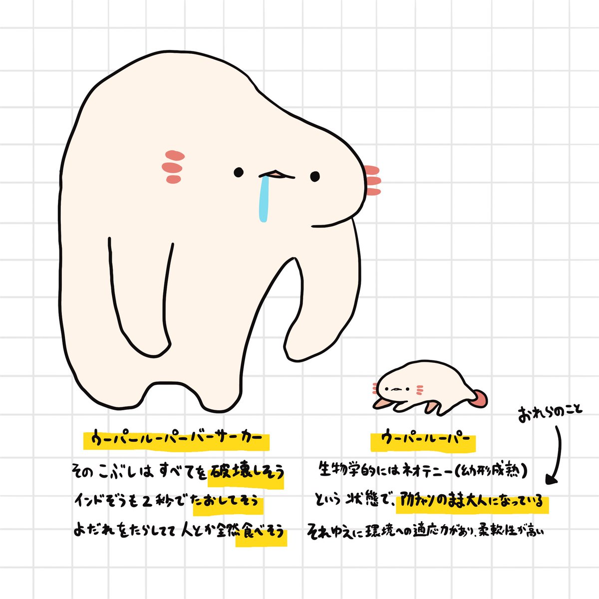 わかる】 ウーパールーパーとウーパールーパーバーサーカーについて