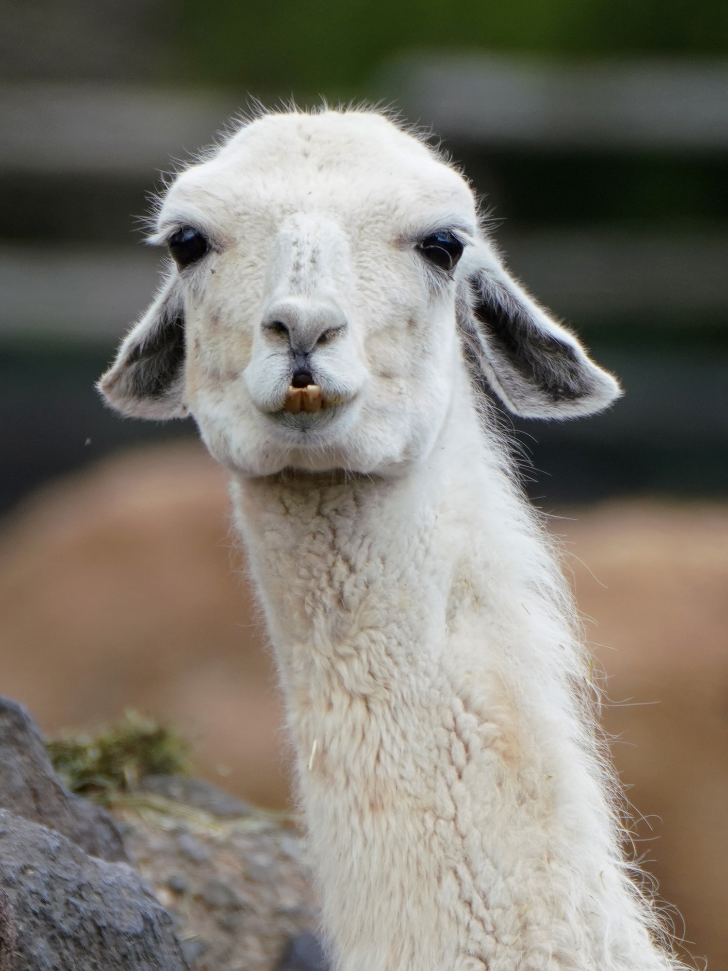 富士サファリパーク公式 on X: 