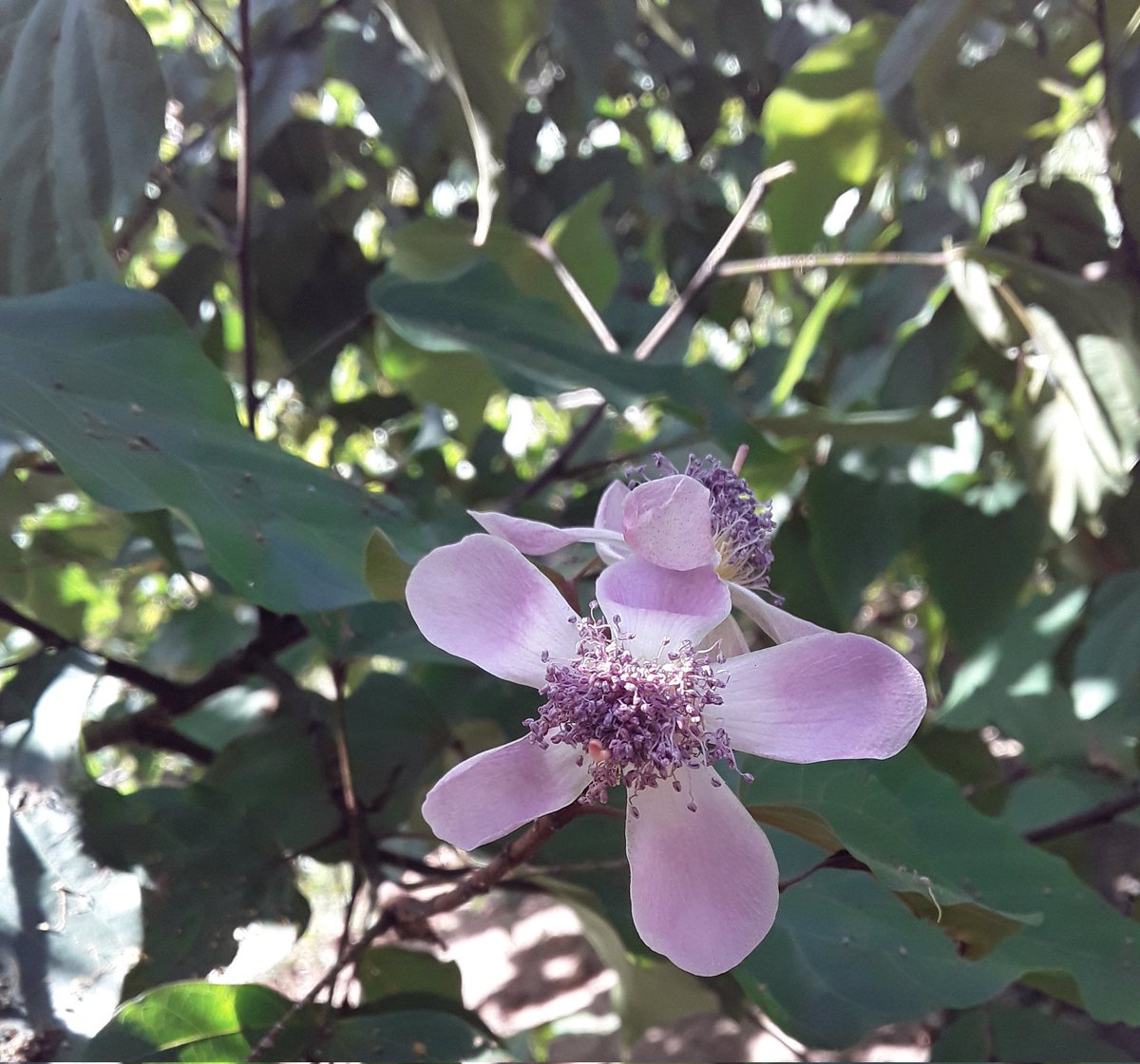 Annatto flower.

My 📸