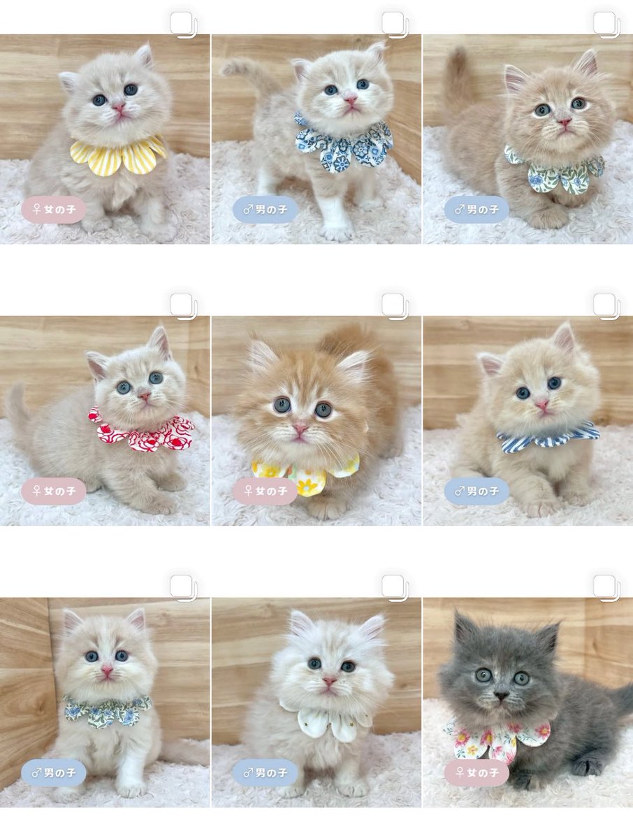 ð«§ æç¥ã®ç«ã¡ããå°éïŸïŸïŸïœ°ïŸïŸïœ° ð«§ (æ ª)LEGARE (@legaremeow) on Twitter photo ããã«ã¡ã¯âïž
ã
€
â«ïžInstagramïŒåç«ã¡ããäžèЧïŒ
â«ïžã¿ããªã®åç«ããªãŒããŒ
ã
€
æŽæ°ããŸããâ
ã
€
ãããããããã£ãŒã«ã®ãªã³ã¯ããã¢ã¯ã»ã¹ãã§ããŸãã®ã§ïœ€ãã²ã確èªãã ããð±âš
#ç«å¥œããããšç¹ãããã
#ç« #ãã
#ç«ã®ããæ®ãã ããã«ã¡ã¯âïž
ã
€
â«ïžInstagramïŒåç«ã¡ããäžèЧïŒ
â«ïžã¿ããªã®åç«ããªãŒããŒ
ã
€
æŽæ°ããŸããâ
ã
€
ãããããããã£ãŒã«ã®ãªã³ã¯ããã¢ã¯ã»ã¹ãã§ããŸãã®ã§ïœ€ãã²ã確èªãã ããð±âš
#ç«å¥œããããšç¹ãããã
#ç« #ãã
#ç«ã®ããæ®ãã