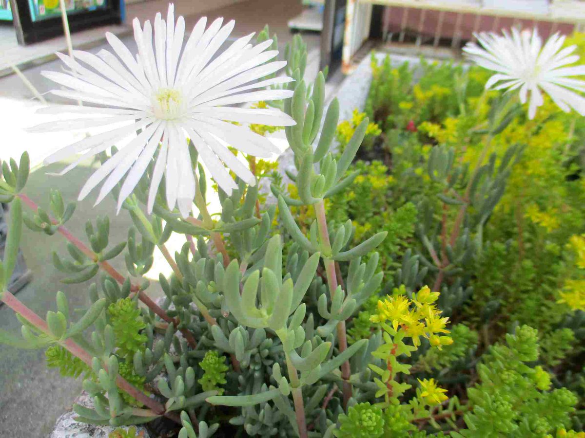 店舗入り口の花壇の多肉植物にお花が咲きました。
なんていう名前なのかわかりませんけど
とっても目を引く白い花です。

バックナンバー販売の特設台の裏側なので
お車でお越しの方はお気づきにならないかも。
よければちょっと覗いてみて下さい。