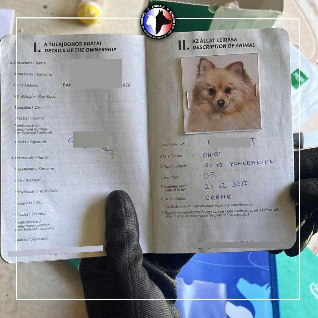 [SAUVETAGE AVRIL]  Insalubrité : Déchets partout, déjections...

La semaine dernière, deux Spitz on rejoint la famille de la Brigade Animale Bénévole 🐾

Bienvenue à vous deux, et bonne 2eme vie !

En savoir plus sur leur sauvetage : brigadeanimalebenevole.fr/deux-petits-sp…