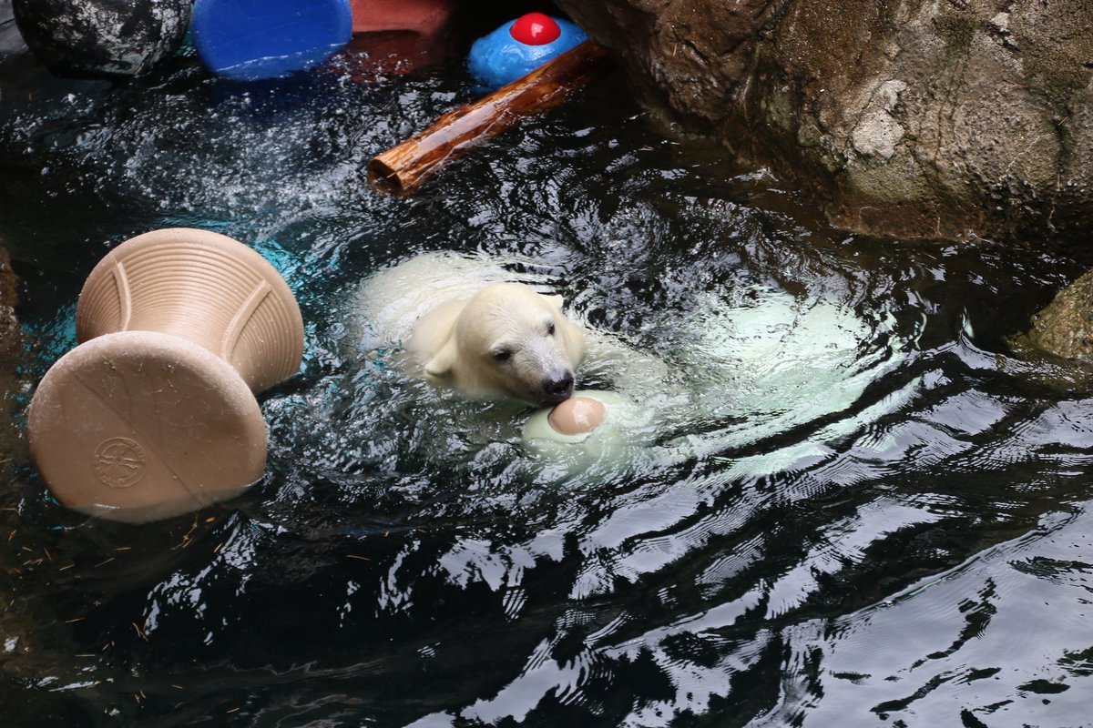 いっちゃんの親子の公開初日行ってきました❗

ライちゃんがかわいいのはもちろんだけど、いっちゃんのおかあさんぶりがまたまたステキでした😆💕

ここまで元気に大きくなってくれてありがとう‼️
これからもすくすく育ってね✨

#よこはま動物園ズーラシア 
#ズーラシア
#ホッキョククマ
#ライ