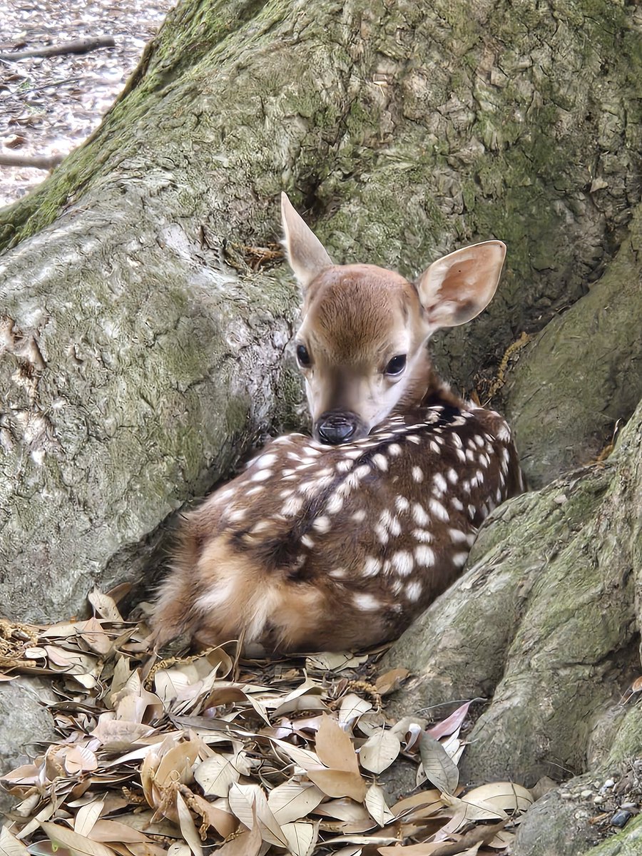 ゆゆゆ (@y41176894) / Posts / X ゆゆゆ (@y41176894) / Posts / X