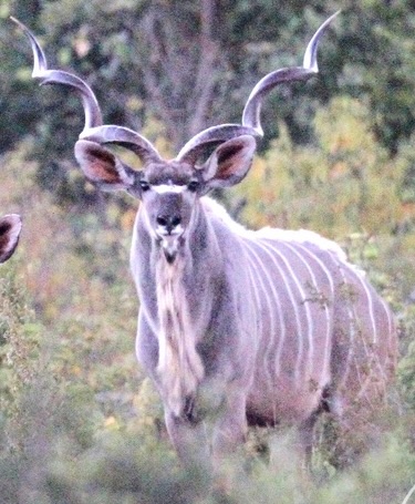 Safari Journal with Jofie Lamprecht May 2025 - Safari updates, special offers and new record system introduced to Namibia - mailchi.mp/jofielamprecht…