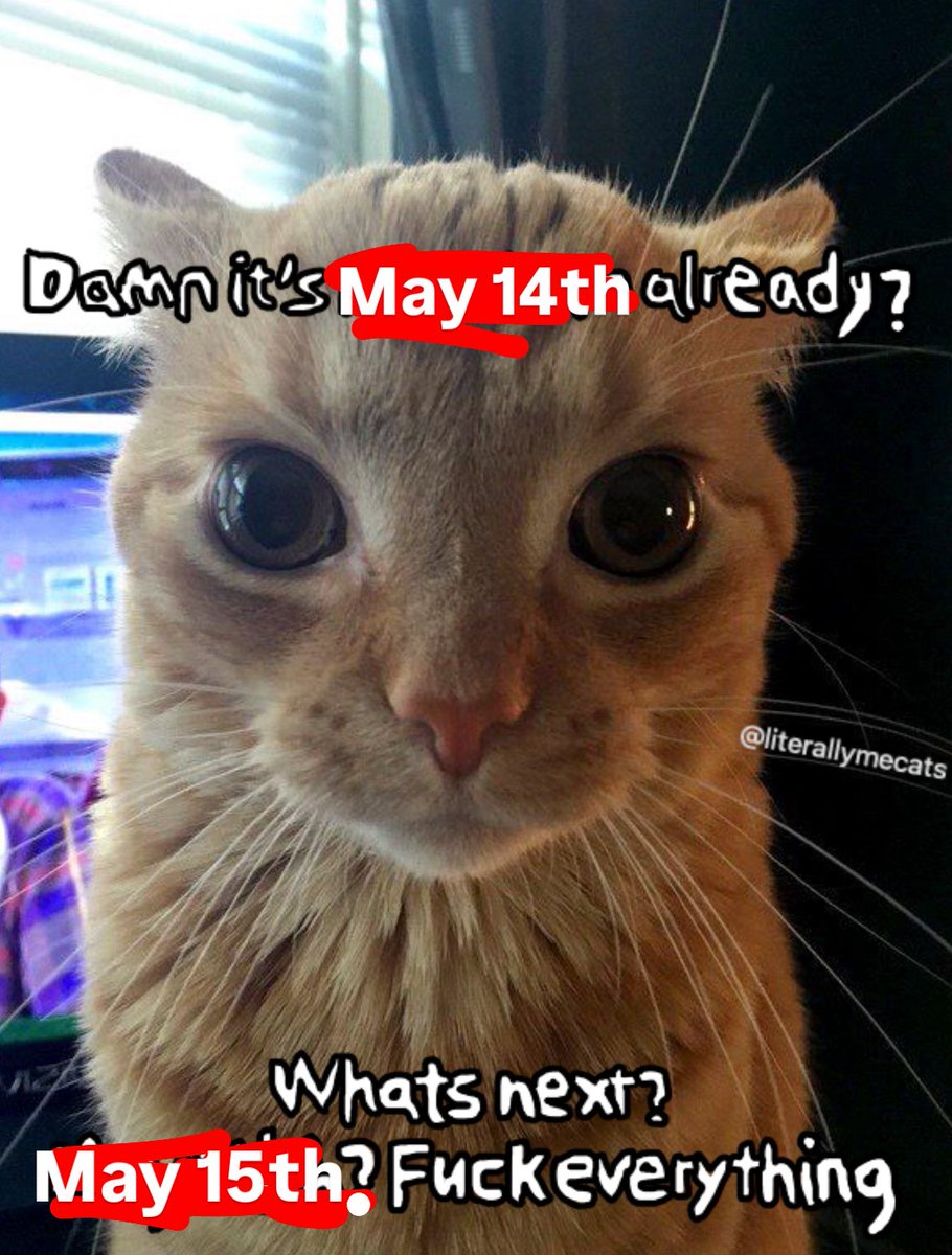 LiterallyMeCats (@literallymecats) on Twitter photo 