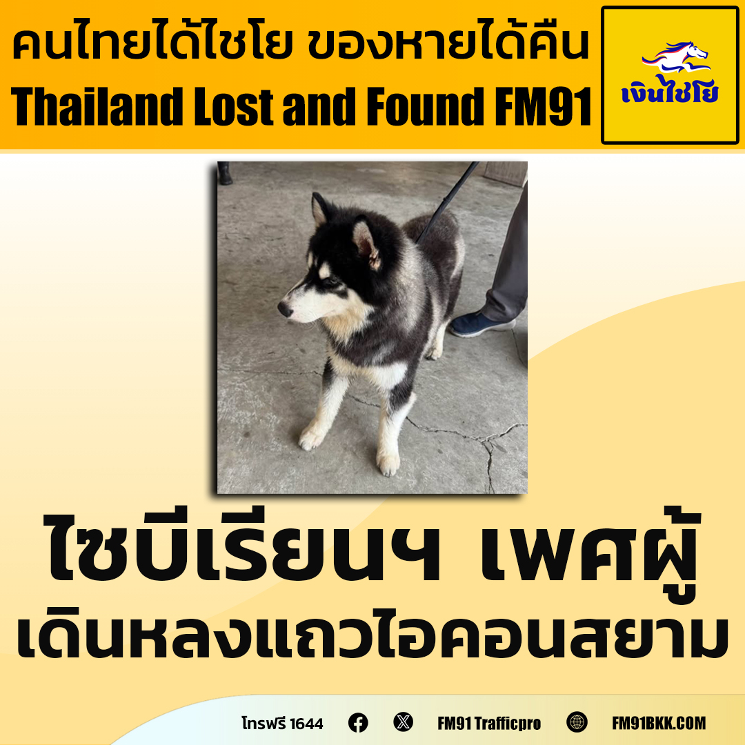 fm91trafficpro's tweet photo. ลูกใครหาย!  มารับคืนได้ 

พนักงานศูนย์การค้าไอคอนสยาม ประกาศตามหาเจ้าของสุนัข ไซบีเรียนฮัสกี้ อายุราวๆ 1 ปีครึ่ง เพศผู้ สวมปลอกคอ น้องพลัดหลงมาอยู่ศูนย์การค้าไอคอนสยาม วันนี้ เมื่อเวลาประมาณ 09.00 น. เจ้าของสามารถติดต่อรับน้องคืนได้ที่เบอร์โทร Iconsiam calll center 1338

ท่านใดเป็นเจ้าของติดต่อกลับที่หมายเลขโทรฟรี 1644 สวพ.FM91 ได้ตลอด 24 ชั่วโมง คนไทยได้ไชโย ของหายได้คืน Thailand Lost and Found FM91

#FM91 #สุนัขหาย #ของหายได้คืน #เงินไชโย