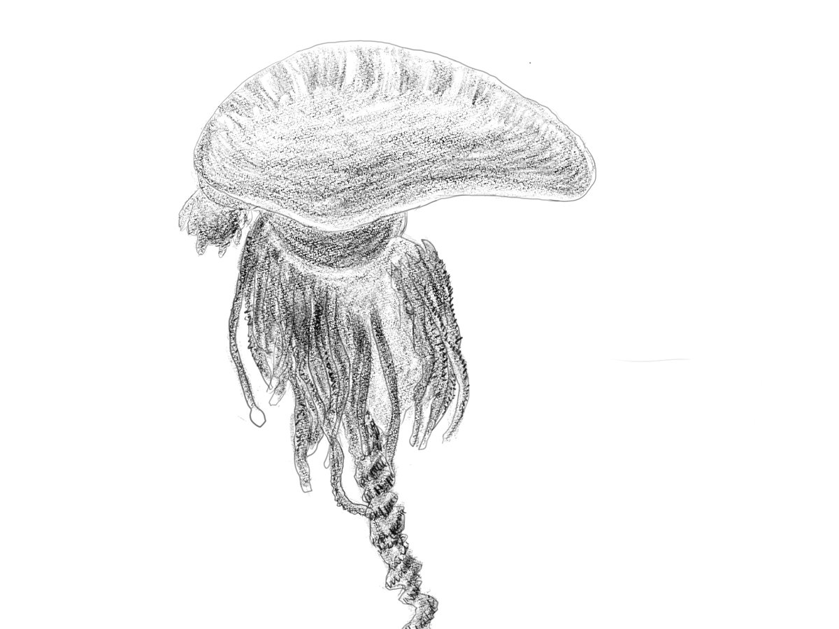 クラゲ　鉛筆画　原画 クラゲの下絵を鉛筆で描く🪼✏️ (本画は横向きになる予定) (でも縦