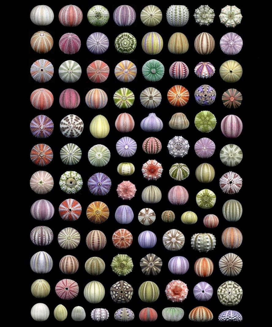 Nature as the great artist ~ a spectacular display of the internal skeletons of sea urchins, on display at the Sea Urchin Science Centre &amp; Gallery
facebook.com/seagemsaustral…