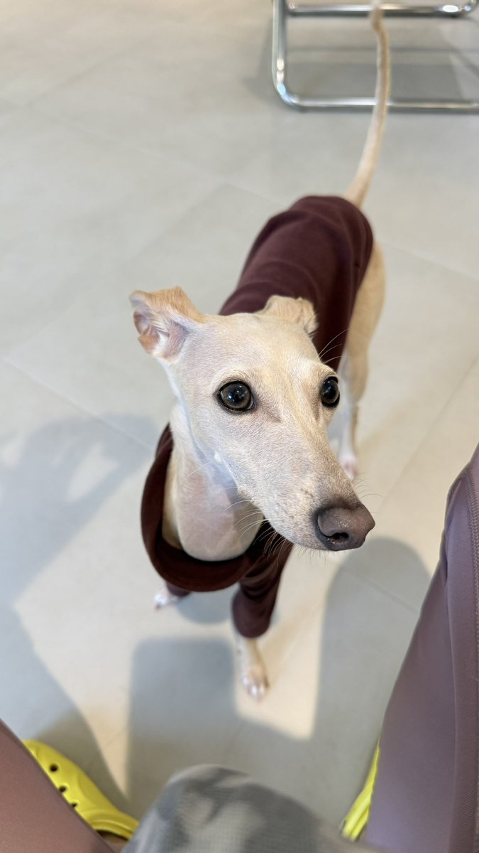 yok_jittraphan's tweet image. โซแบมไม่มา แต่แฝดโซแบมมา