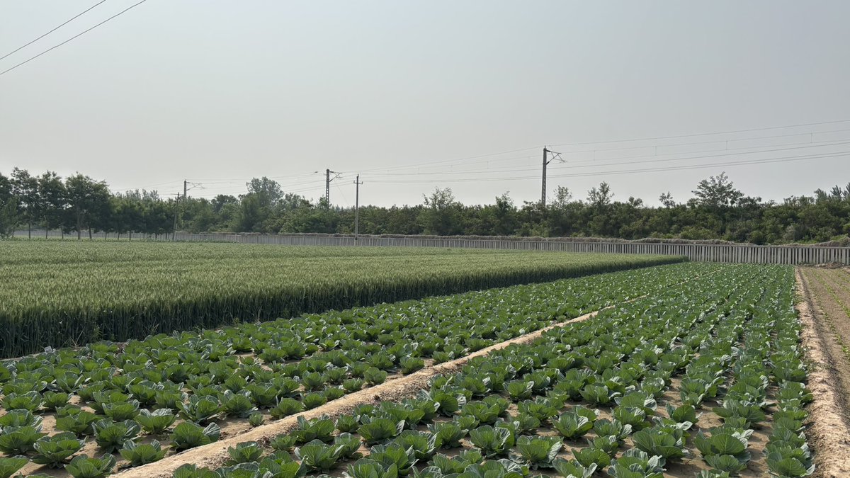 Gustavomaddonni's tweet image. Visita a Quanfeng Company of Agricultural S&amp;amp;T, Shandong Province. Una región con excelentes condiciones para el cultivo de trigo pero con limitaciones por el estrés térmico en maíz. Posible colaboración en este tema.