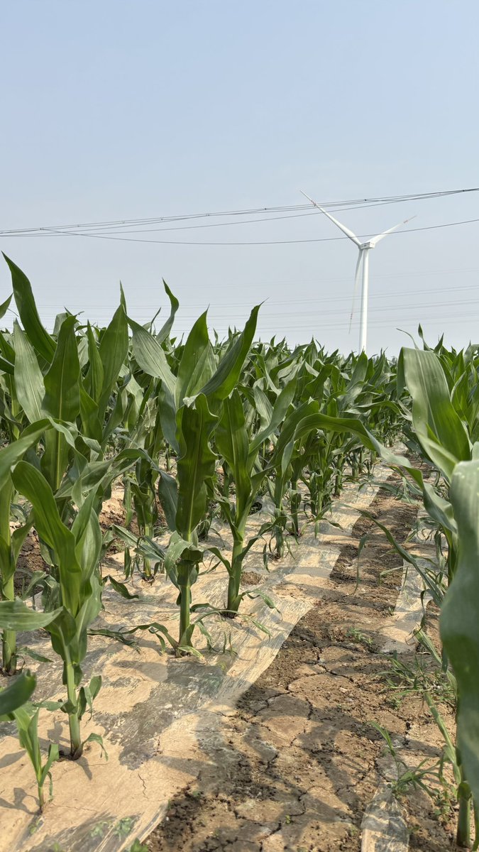 Gustavomaddonni's tweet image. Visita a Quanfeng Company of Agricultural S&amp;amp;T, Shandong Province. Una región con excelentes condiciones para el cultivo de trigo pero con limitaciones por el estrés térmico en maíz. Posible colaboración en este tema.