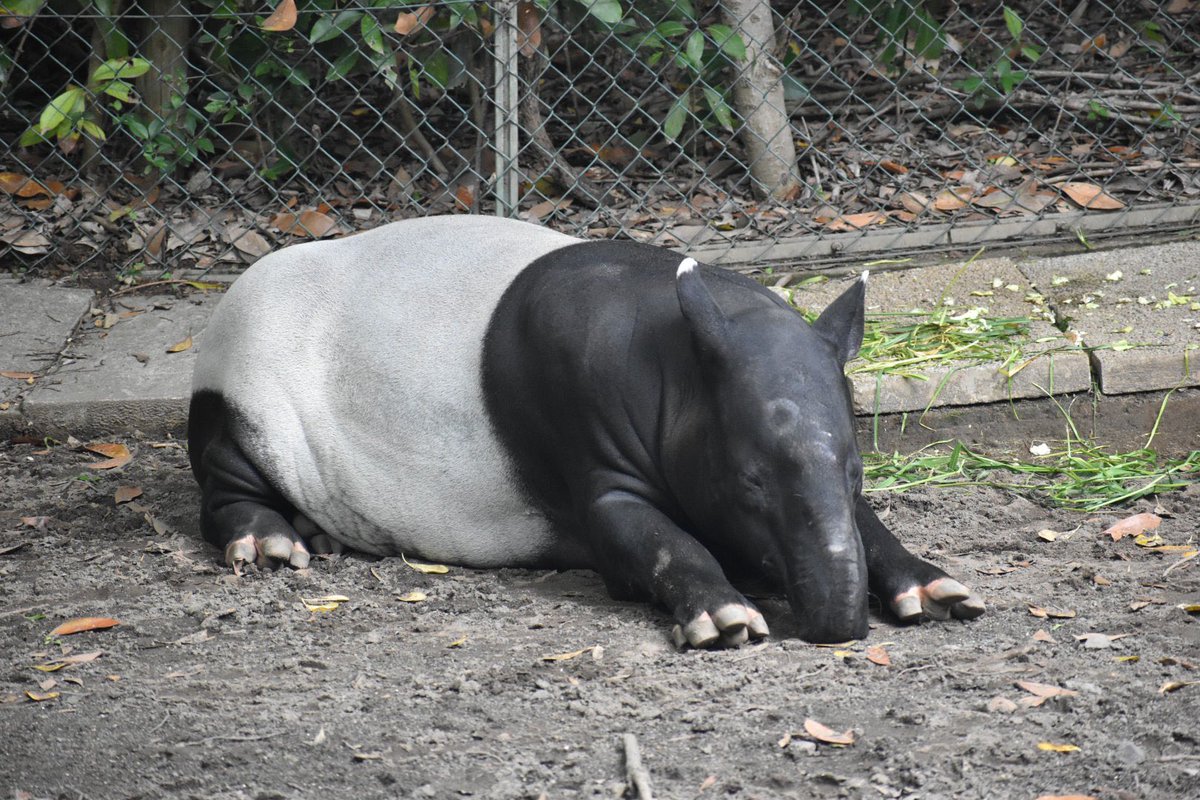 可愛らしいポーズでのんびりしていた #マレーバク のカナエを思わずパシャリ📷😆(企)
#千葉市動物公園
