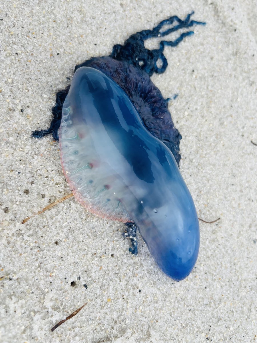SaddleAndSnow's tweet image. Beach days with a little surprise from the sea.
#OceanMystery #NatureUpClose 🌊💙