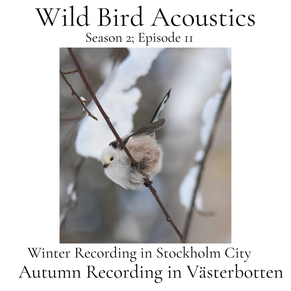 Wild Bird Acoustics will release a new episode of the podcast early on Friday 16th May at 06.00CET. The episode features some wonderful audio, with winter and autumn sound magazines featured!
