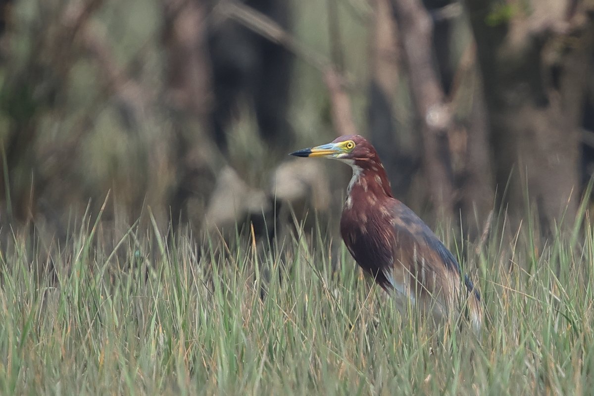 A grand day around Cox's Bazar, BD, out on Saturday for Global Big Day.  Almost last bird of the day as we reached the dock was this rather spiffing Chinese Pond Heron.  Less than 20 records in Bangladesh.