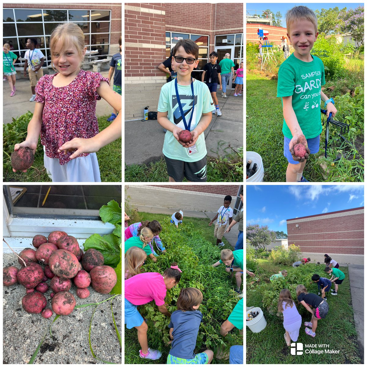 Our final Garden Day of the year was one for the books! We harvested potatoes 🥔 and 🥕(again)! We also used our senses to paint memories from the garden! The 2nd graders harvested a total of 50lbs of potatoes! #teamwork <a href="/SampsonElem/">Sampson Elementary</a> <a href="/2ndgradeSampson/">Sampson2ndgrade</a> <a href="/SampsonPTO/">Sampson PTO</a> <a href="/readygrowgarden/">Ready to Grow Garden</a>