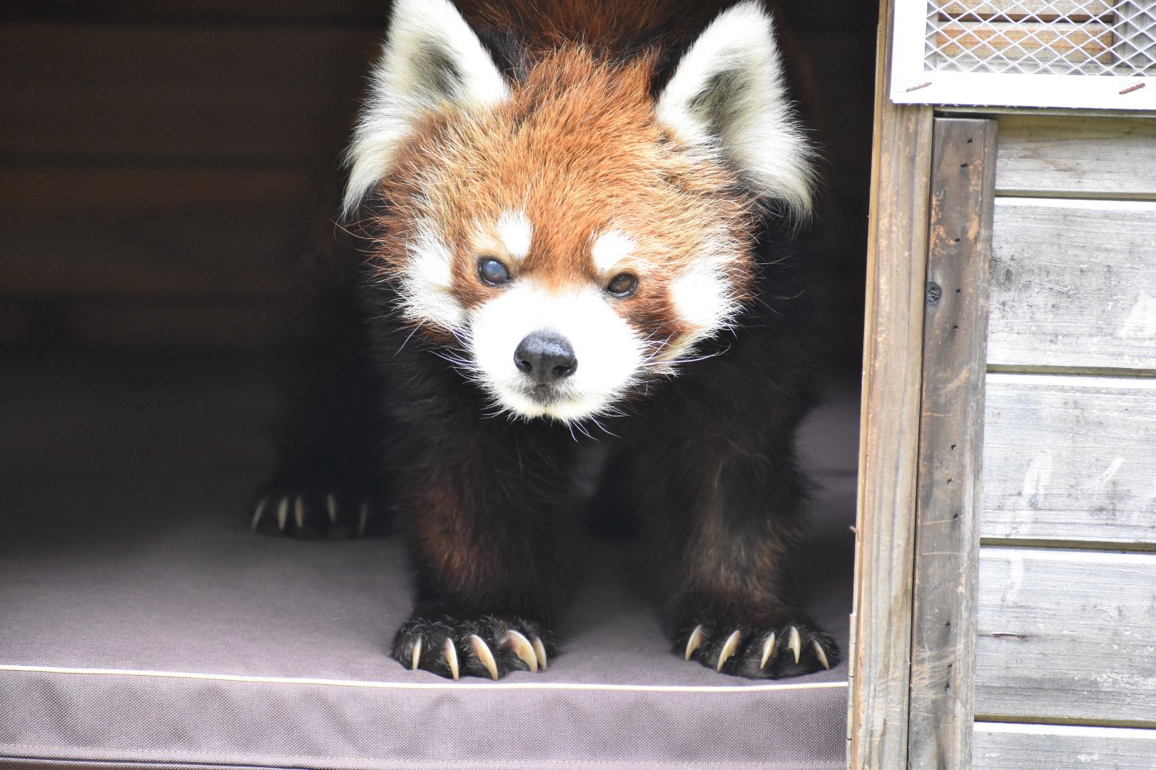 レッサーパンダ】二本足で立つのは風太くんだけじゃなかった