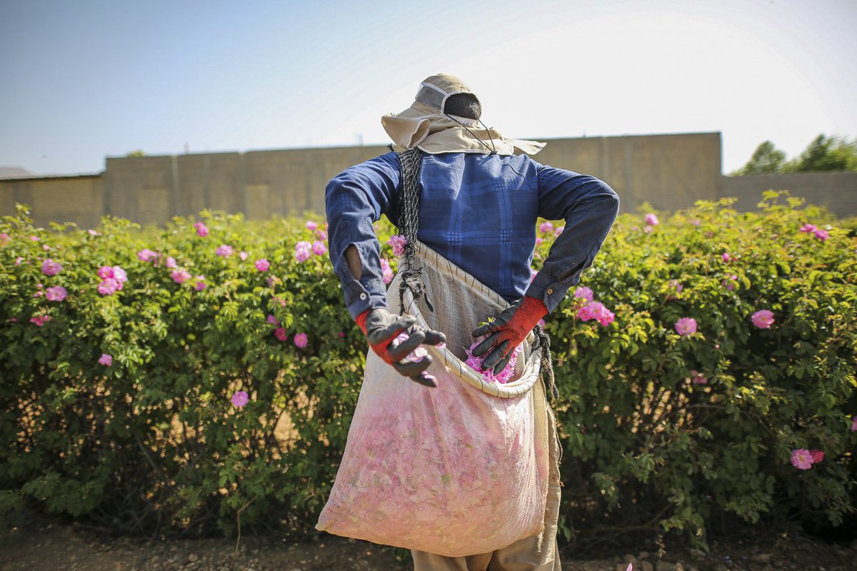برداشت گل محمدی در شهر میمند شهرستان فیروزآباد استان فارس

Harvesting of rose petals in Meymand city, Firuzabad county, Fars province

Photo by Amin Faezi

#گلاب #گل #rose